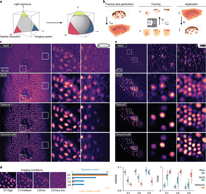 CARE content-aware image restoration before/after microscopy examples