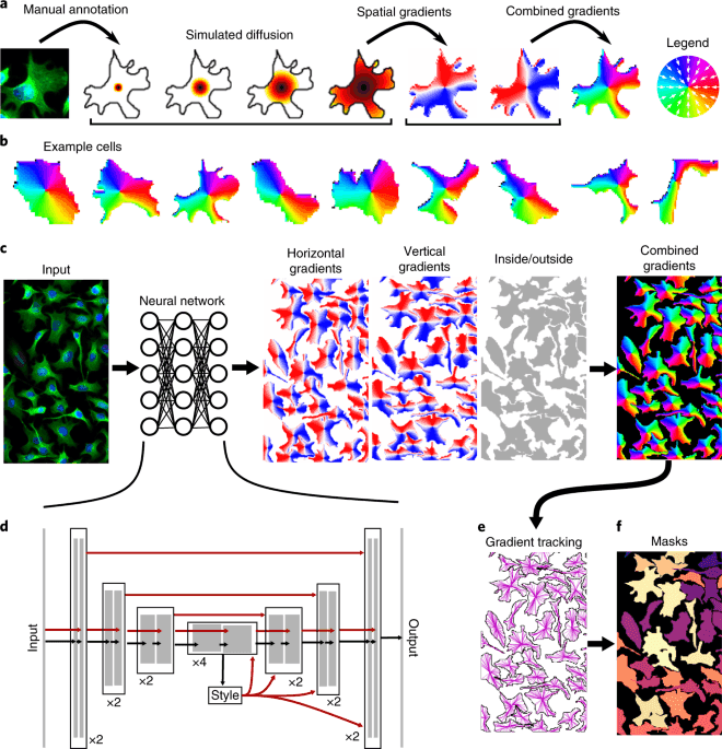 Cellpose generalist cell segmentation examples