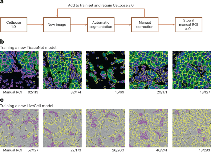 Cellpose 2.0 human-in-the-loop retraining figure