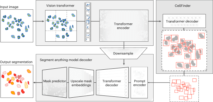 CellSAM foundation model segmentation examples