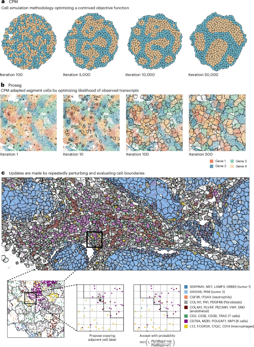 Cell simulation for cell segmentation figure
