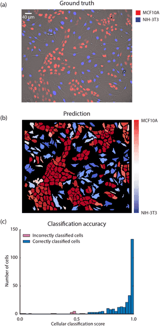 Deep learning live-cell segmentation and tracking examples