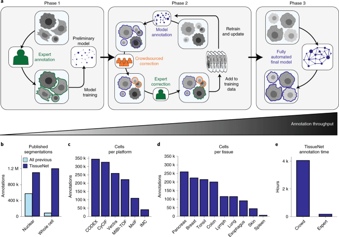 Mesmer whole-cell tissue segmentation figure