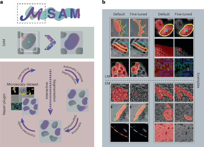 Segment Anything for Microscopy (µSAM) example segmentations