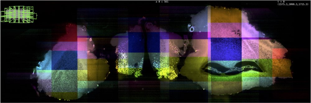 BigStitcher microscopy tile-alignment interface and reconstructed volume