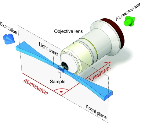 Diagram of selective plane illumination microscopy with orthogonal light-sheet illumination and detection