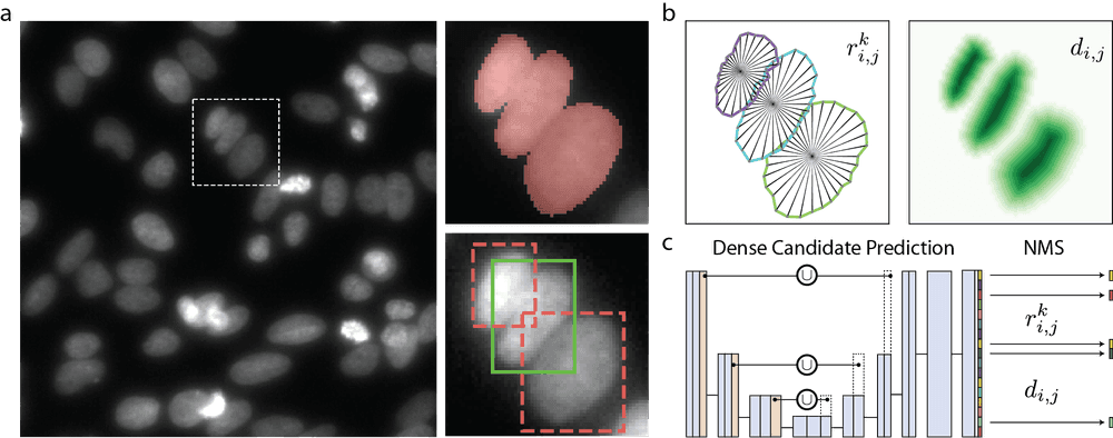 StarDist star-convex polygon nuclei detection overview
