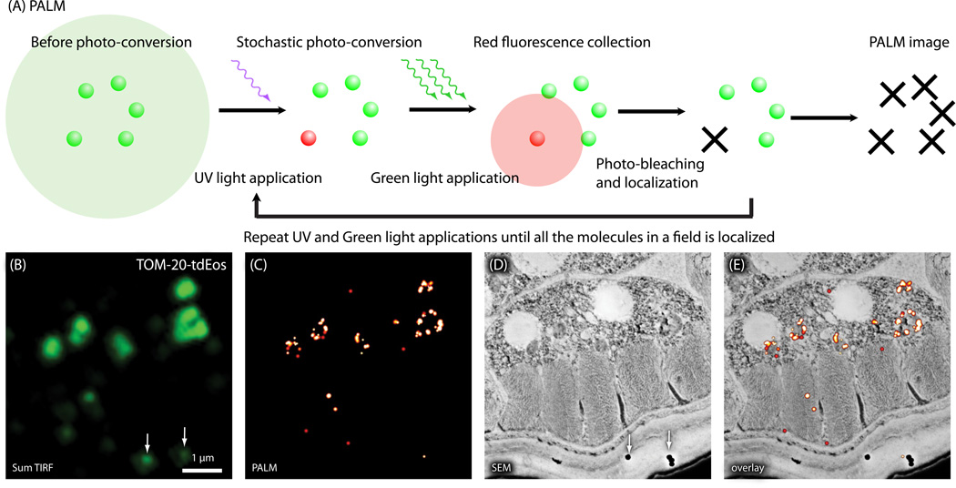 PALM workflow and correlative nanoscale localisation images