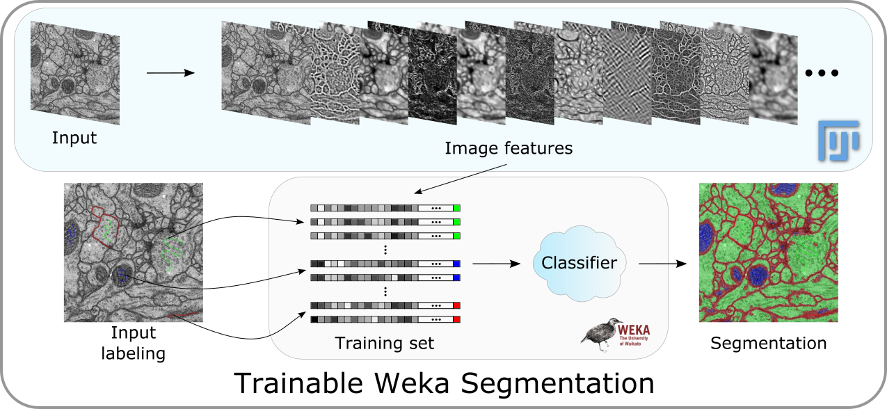 Official Trainable Weka Segmentation processing pipeline