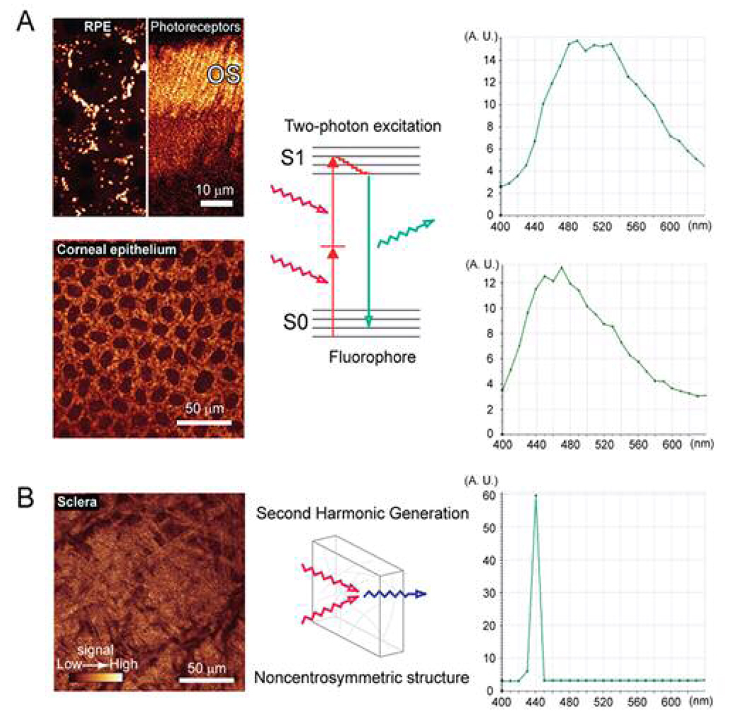 Two-photon microscopy figure showing excitation physics and biological imaging examples